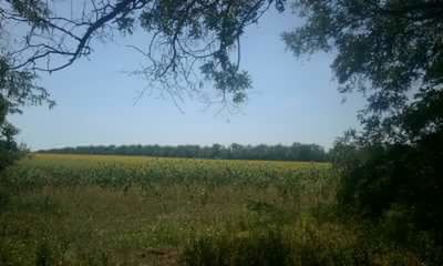 Scenic view of grassy field