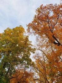 Low angle view of autumnal tree against sky