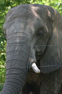 Close-up of elephant