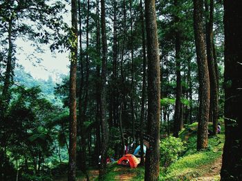 People sitting on tree trunk in forest