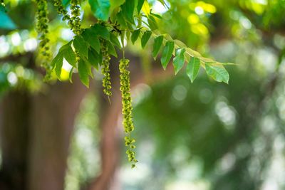 Close-up of leaves on tree