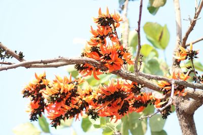 Low angle view of tree