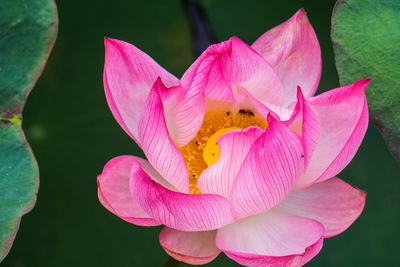 Close-up of pink lotus water lily