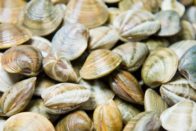Full frame shot of shells