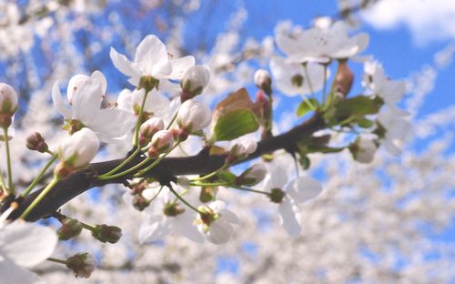 Close-up of fresh white flowers blooming in tree