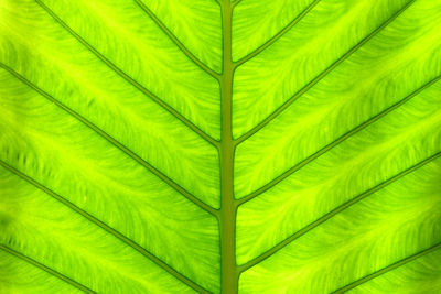 Texture of green leaf, green leaf fibers background, close-up view