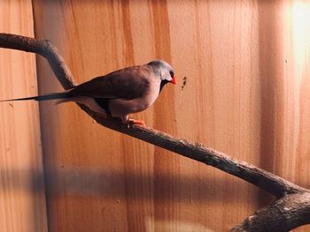 Close-up of bird perching on wall