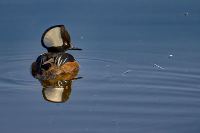 Bird flying over lake