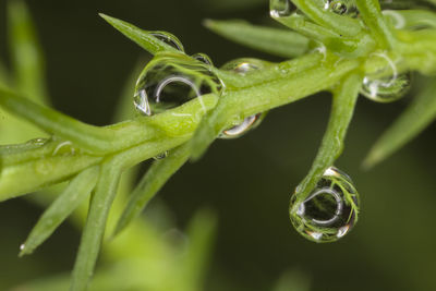 Close-up of water drops on plant