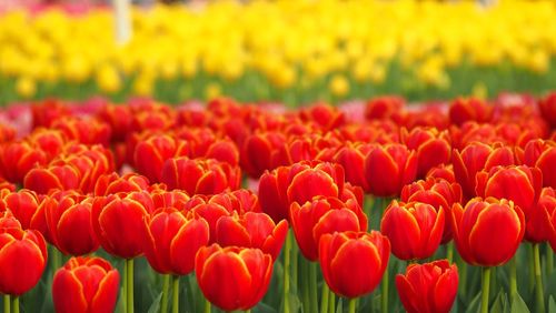 Close-up of tulips blooming in field