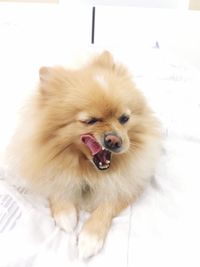 Close-up of dog yawning on table