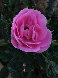 Close-up of pink rose