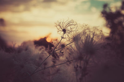 Plants against sky at sunset