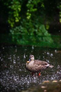 Duck swimming in lake