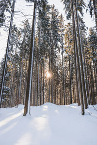 Trees in forest