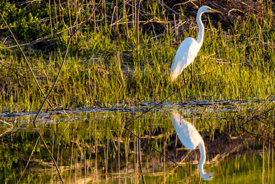 Gray heron perching on grass in lake