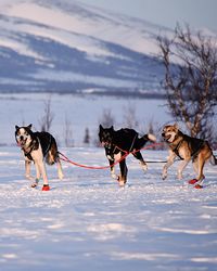 Sled dogs running on snow covered field