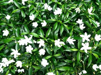 Close-up of white flowers