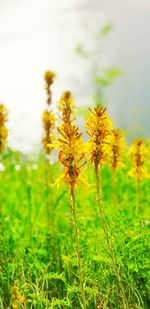 Close-up of yellow flowering plant on field