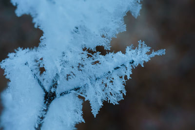 Close-up of snow covered plant