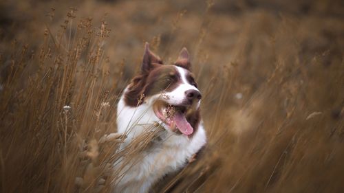 Portrait of dog running on field