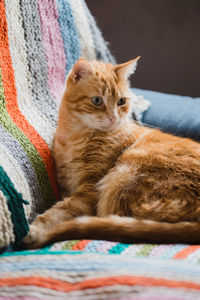 Cat lying on bed at home