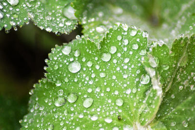 Close-up of water drops on leaf