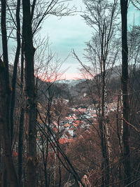tree