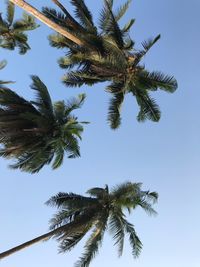 Low angle view of palm tree against clear sky