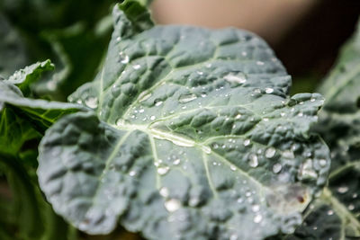 Close-up of wet vegetable growing in farm