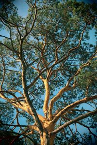 Low angle view of tree against sky