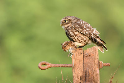 Close-up of eagle perching on wooden post