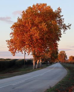 Trees by road against sky during autumn