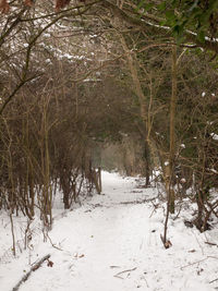 Trees in forest during winter