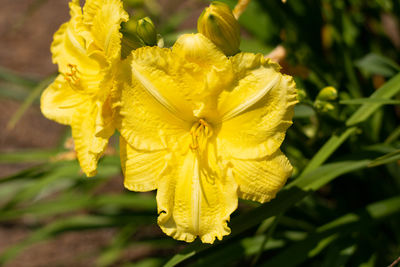 Close-up of yellow rose flower