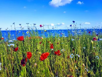 Close-up of flowering plants on field against blue sky