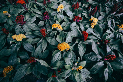 Full frame shot of multi colored flowering plants