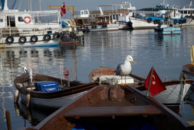 Birds perching on wooden post in sea