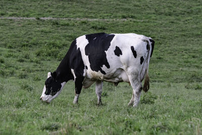 Black and white holstein dairy cow grazing in green grass