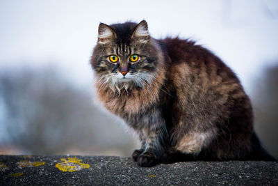 Close-up portrait of cat