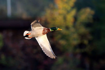 Mallard duck flying