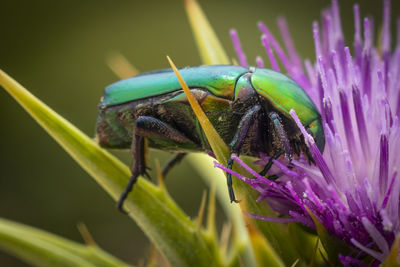 Close-up of insect on purple flower