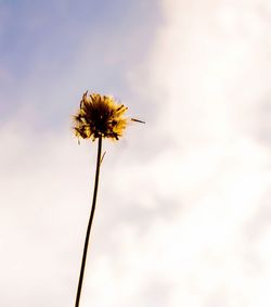 Close-up of wilted plant against sky