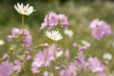 Close-up of fresh pink flowers on field