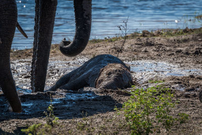 Elephant calf relaxing in mud