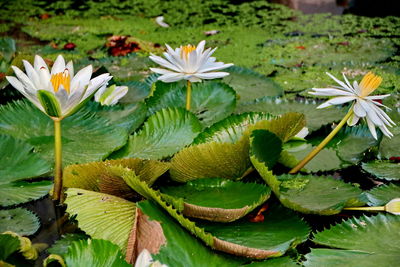 Close-up of flowering plant leaves floating on water