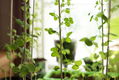 Close-up of fresh green plant