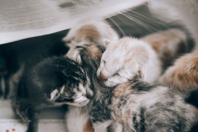 High angle view of cat sleeping