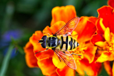 Close-up of butterfly pollinating on orange flower