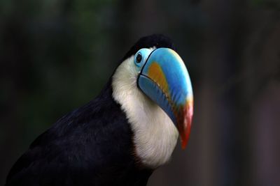 Close-up of a bird